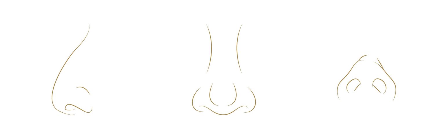 ¿Qué tipos de nariz hay? - Dr. Ramón Terré