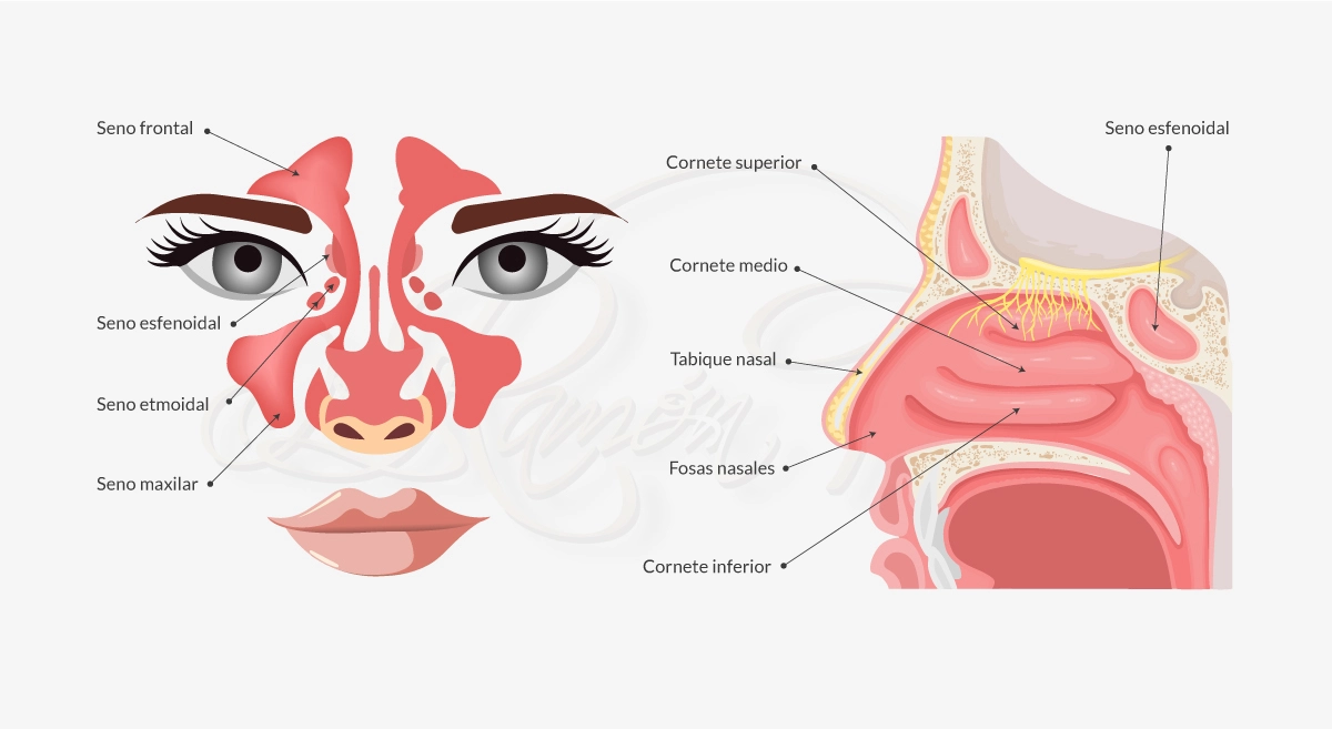 Partes de la nariz por dentro